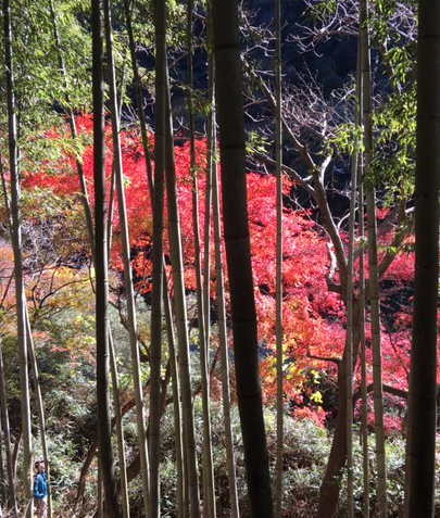 愛岐トンネル群 秋の特別公開 見学 Or 定光寺 旅行 日常 お仏壇のリフォーム クリーニング お洗濯 供養 処分は名古屋市の稲葉仏檀店