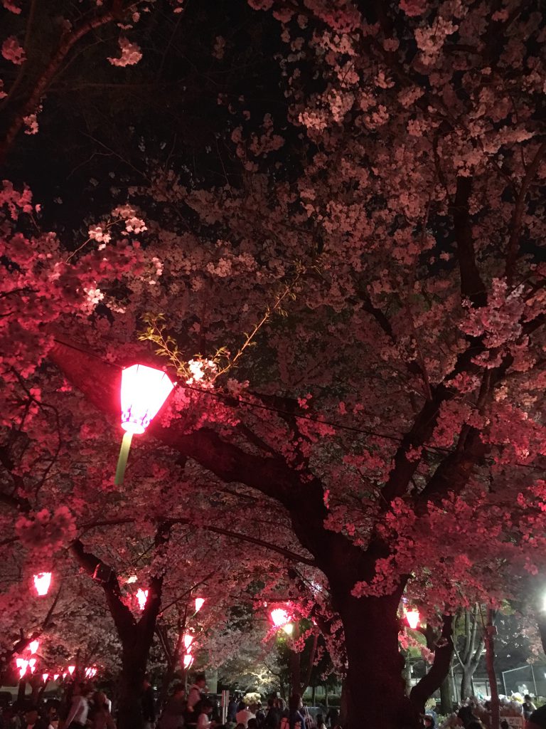 鶴舞公園の夜桜は大賑わい 仏壇職人ブログ 仏壇職人の日常 お仏壇のリフォーム クリーニング お洗濯 供養 処分は名古屋市の稲葉仏檀店